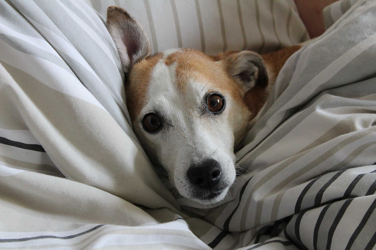 Jack Russell Terrier