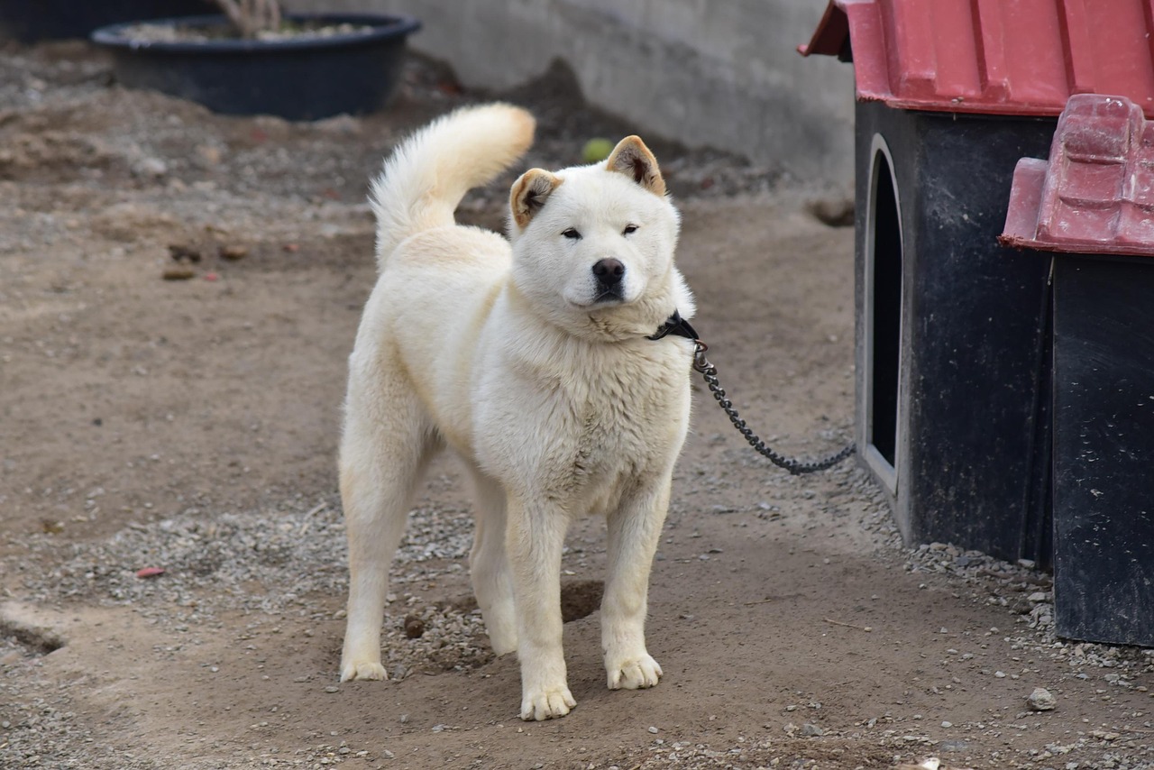 Jindo