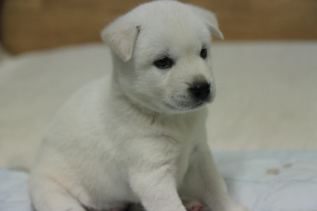 Jindo