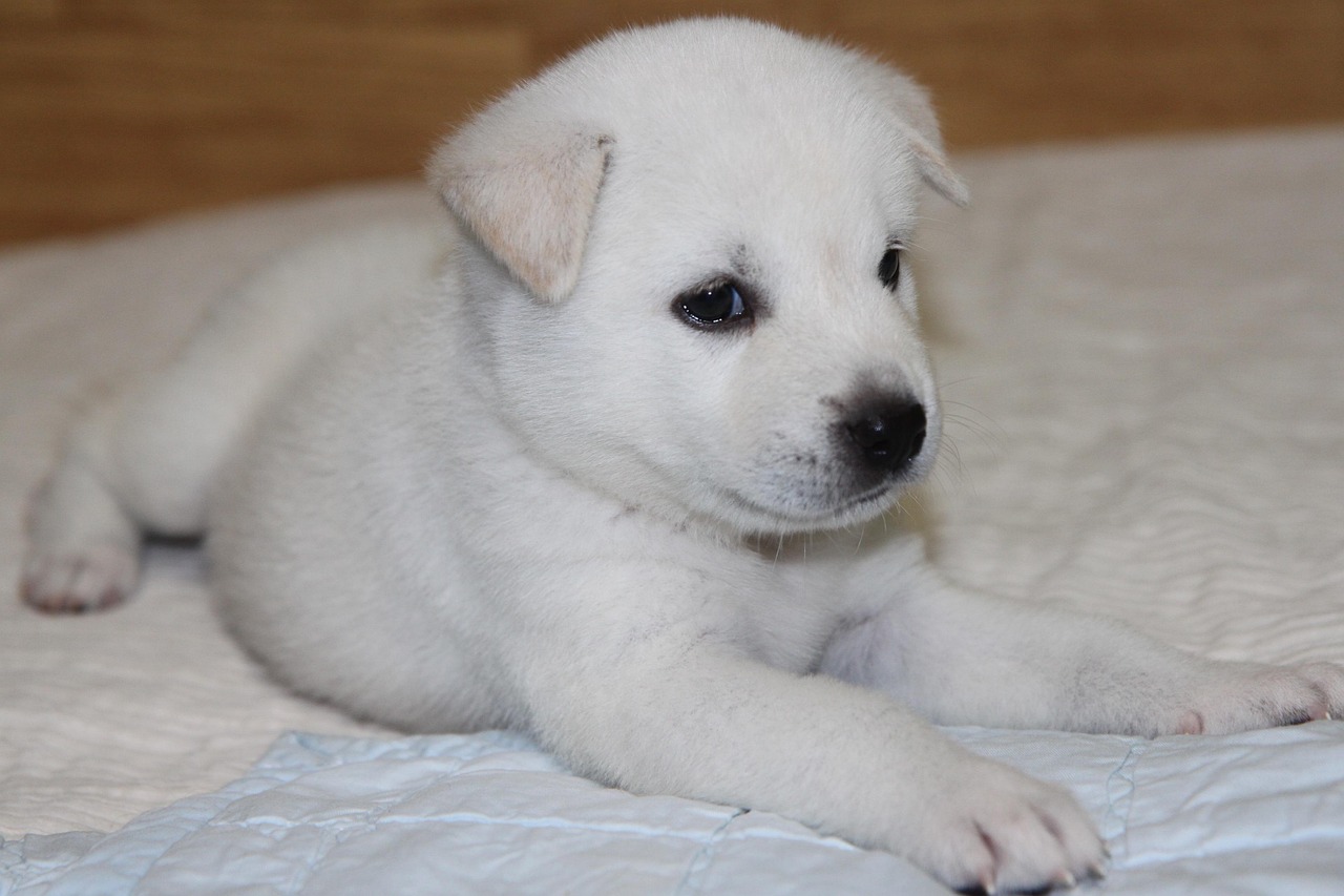 Jindo
