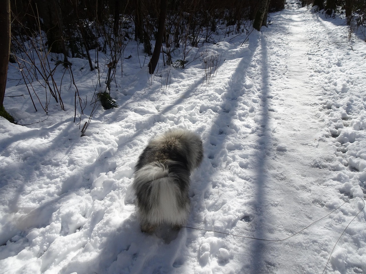 Keeshond