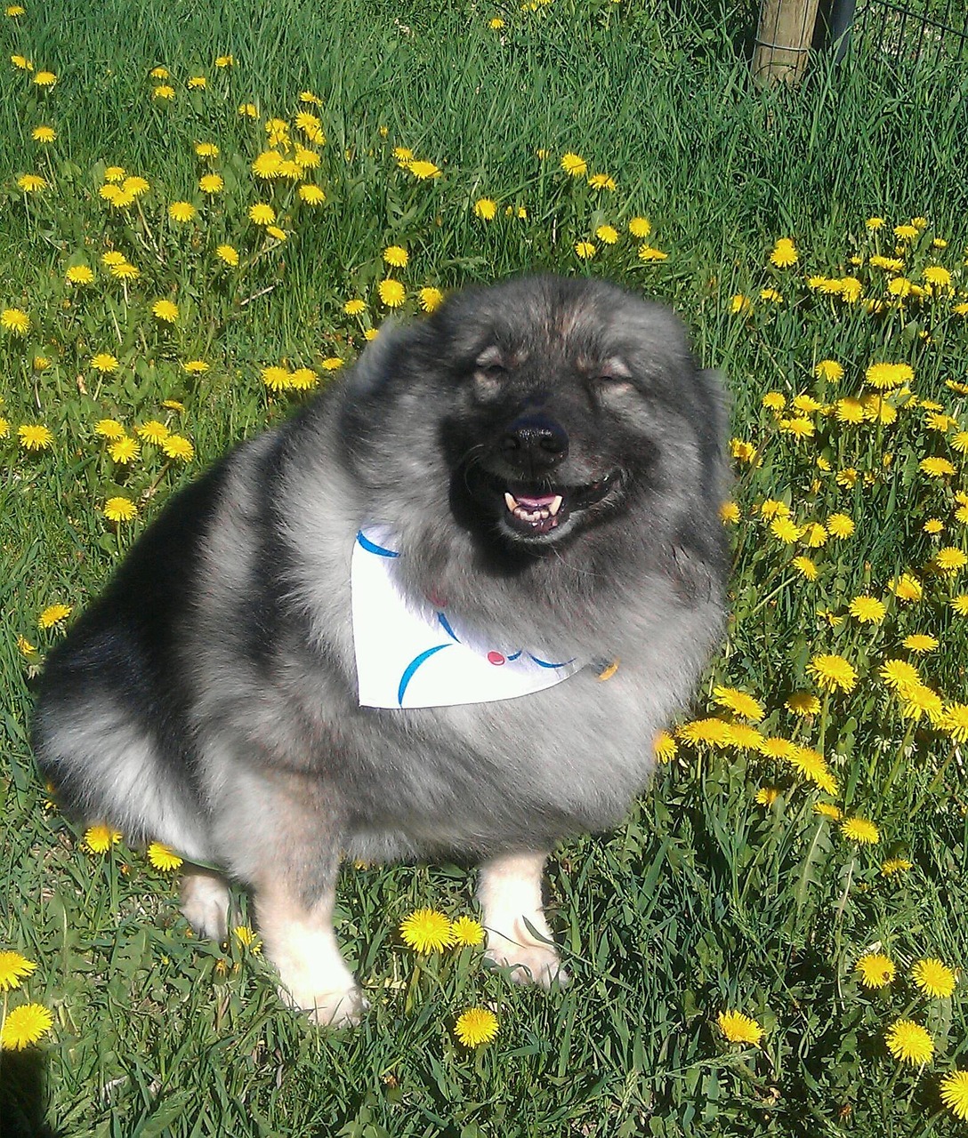 Keeshond