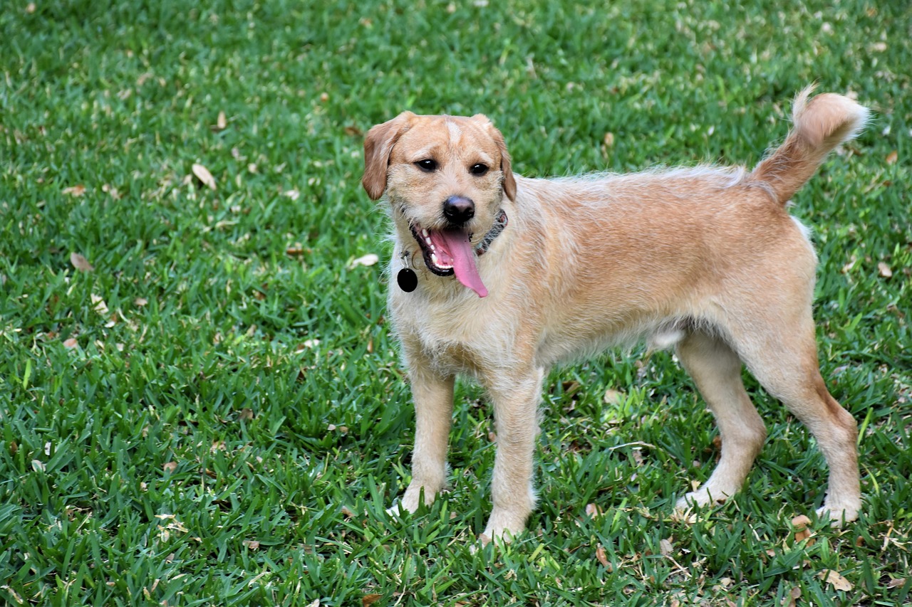 Labradoodle