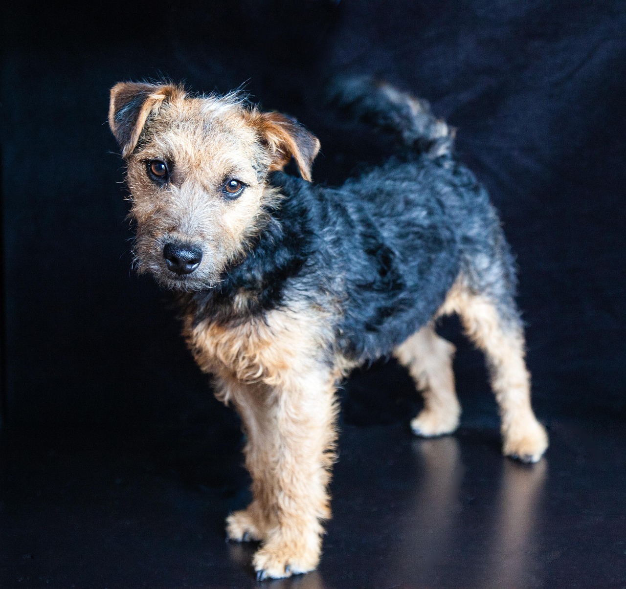 Lakeland Terrier