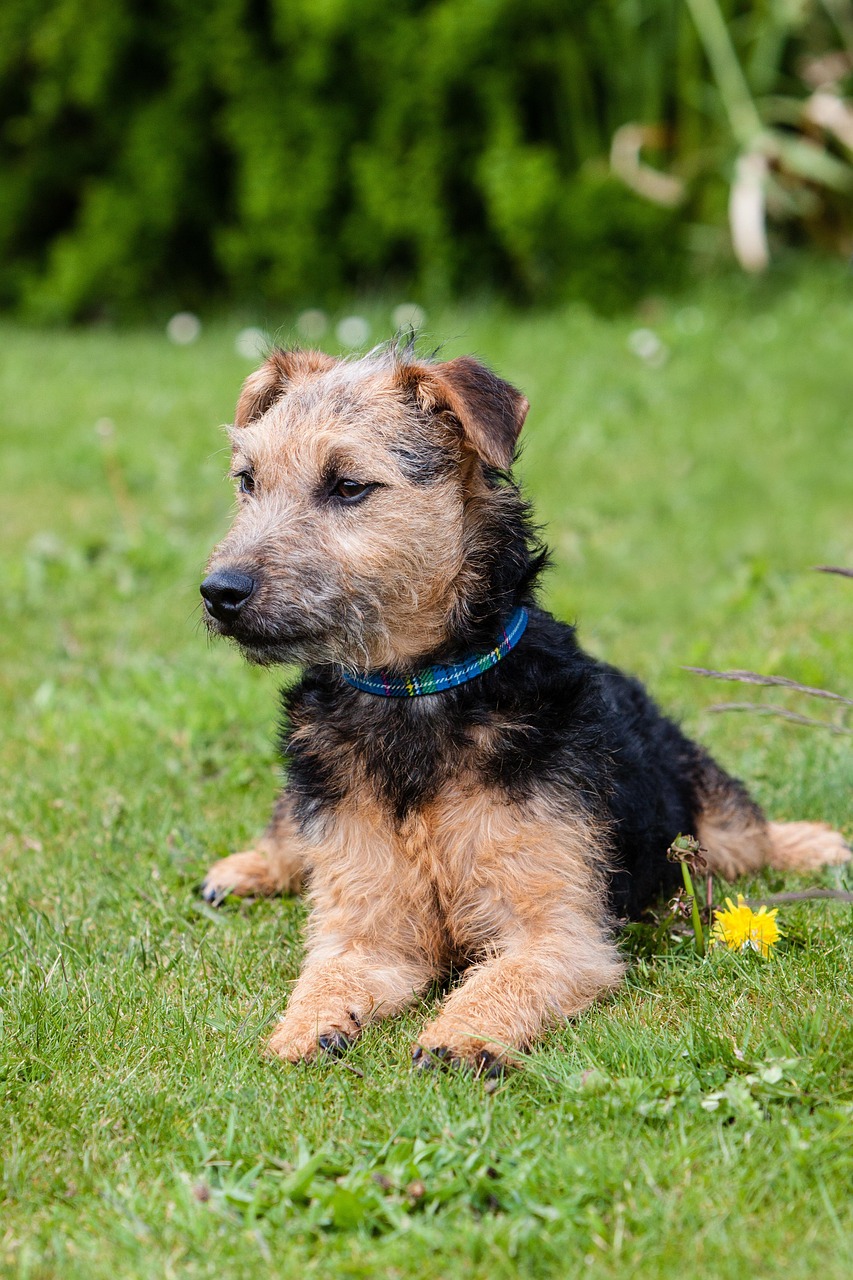 Lakeland Terrier