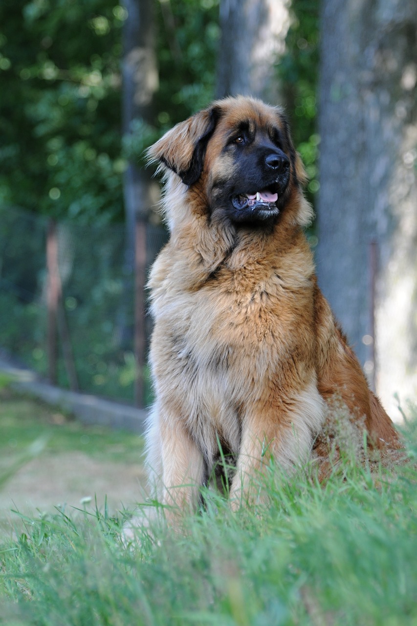 Leonberger