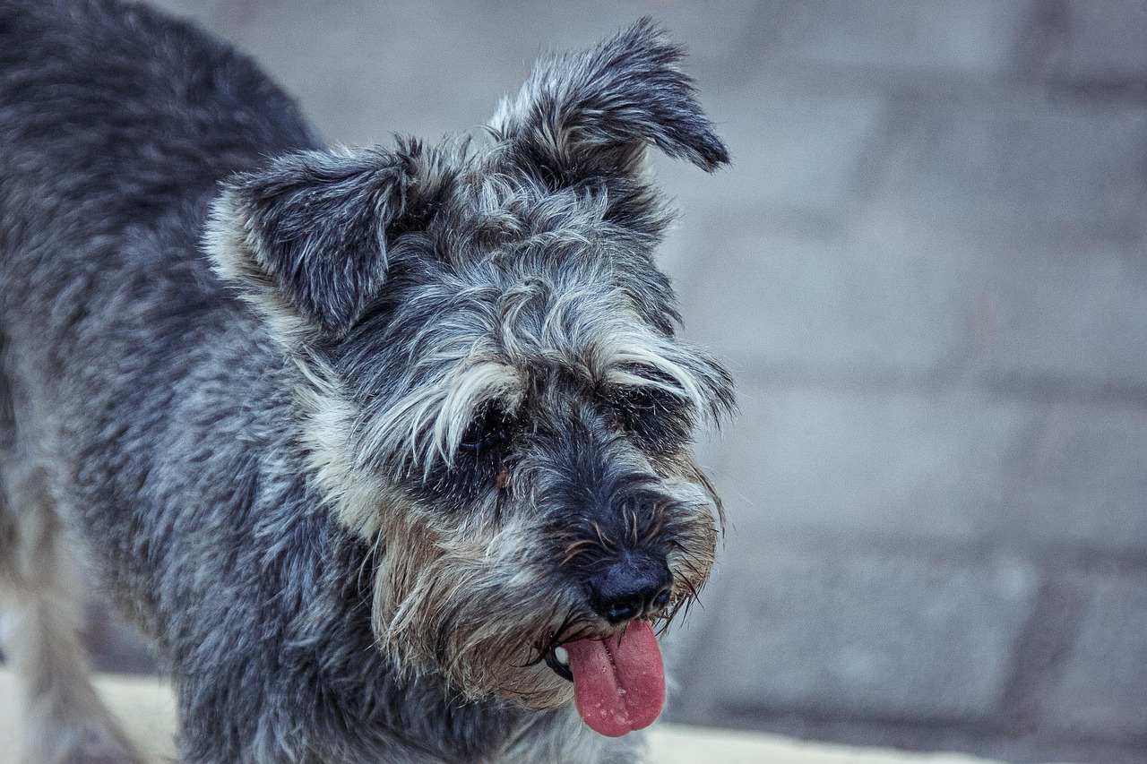 Miniature Schnauzer