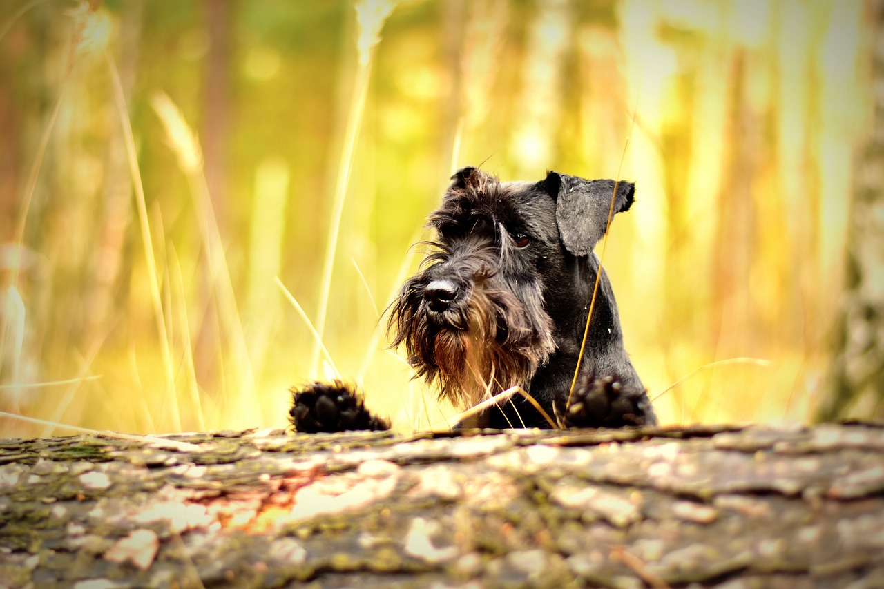 Miniature Schnauzer