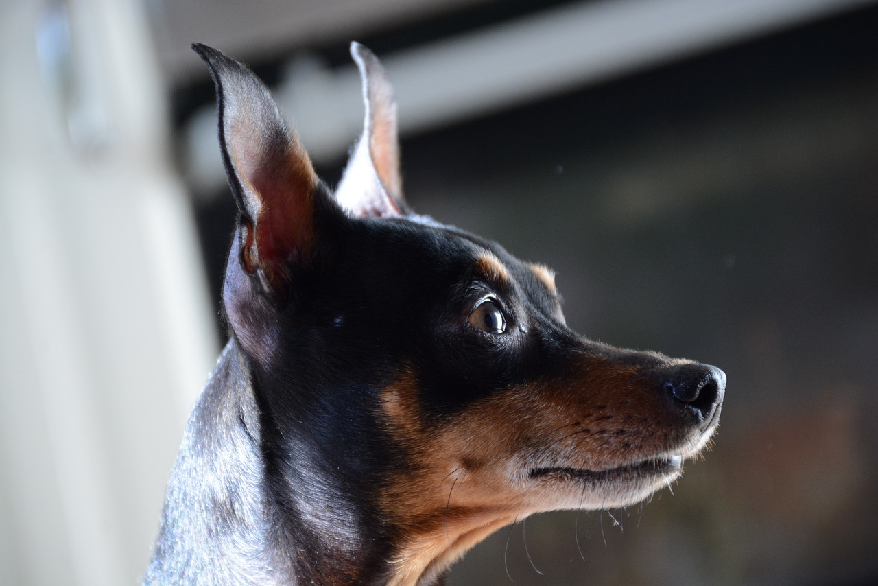 Miniature Pinscher