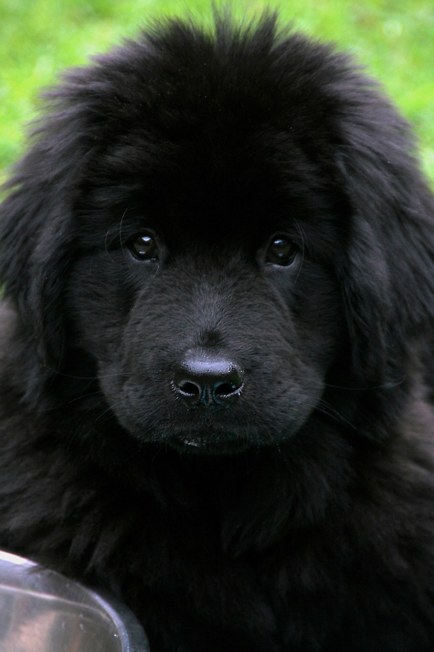 Newfoundland