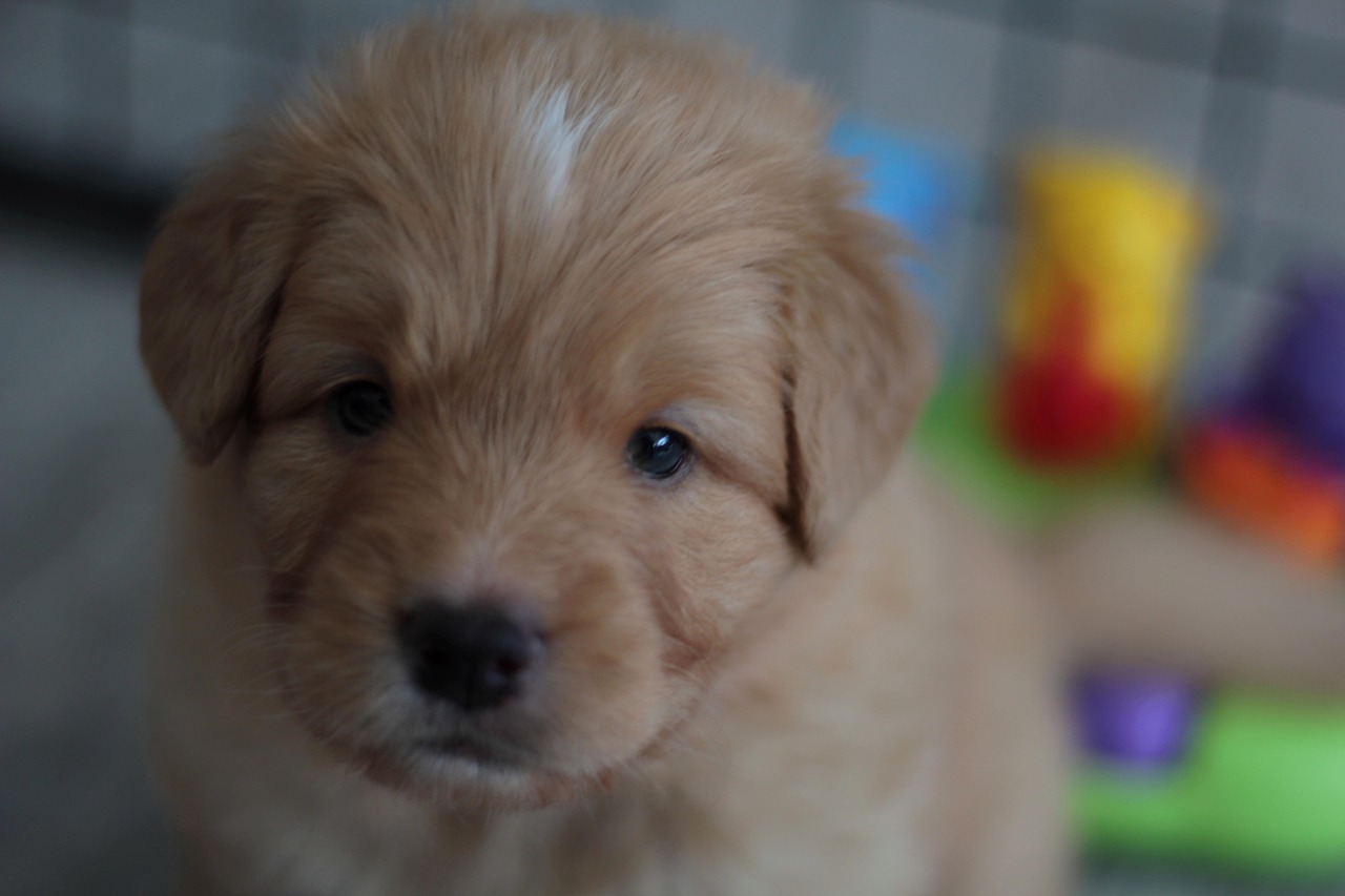Nova Scotia Duck Tolling Retriever