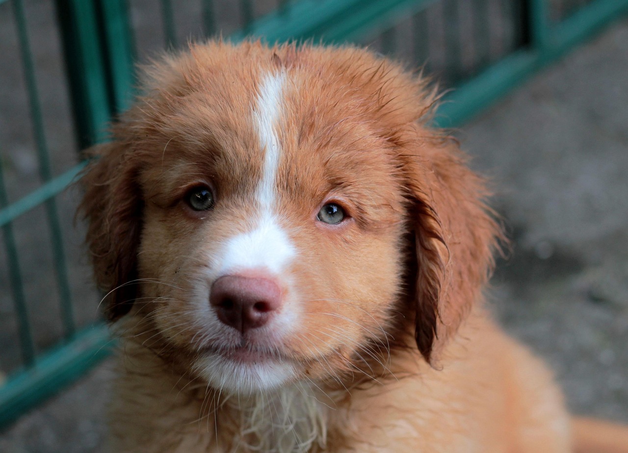 Nova Scotia Duck Tolling Retriever