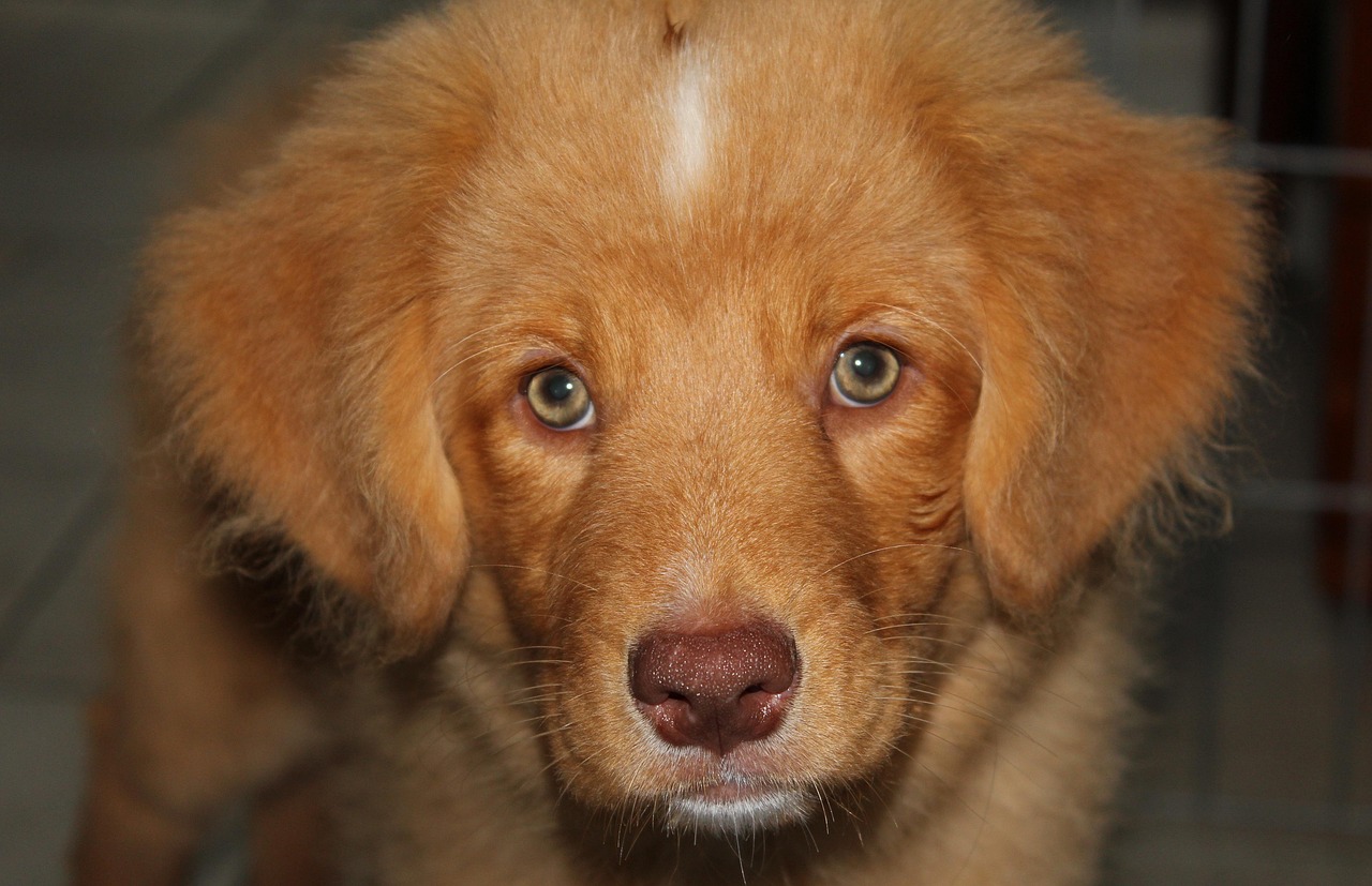 Nova Scotia Duck Tolling Retriever