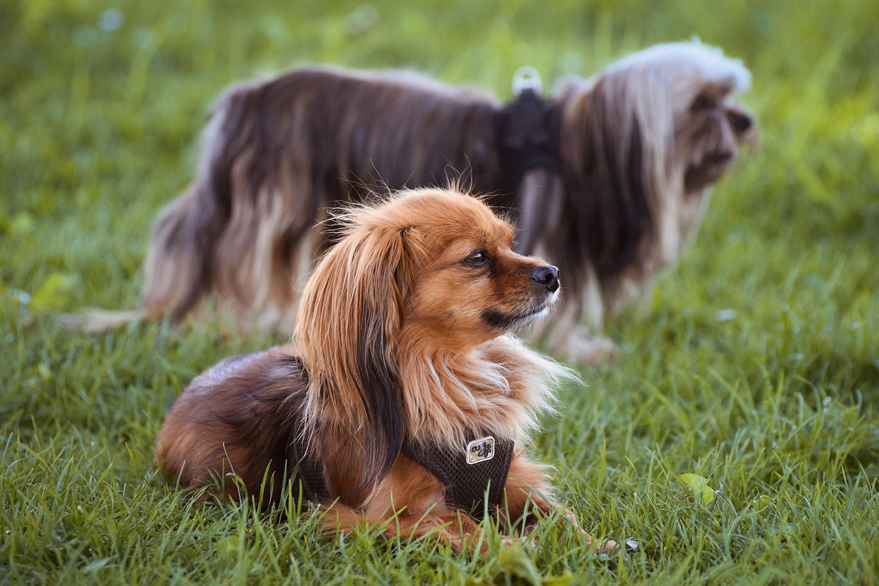 Papillon
