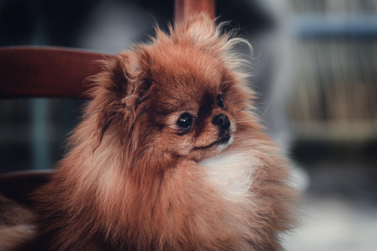 Pekingese