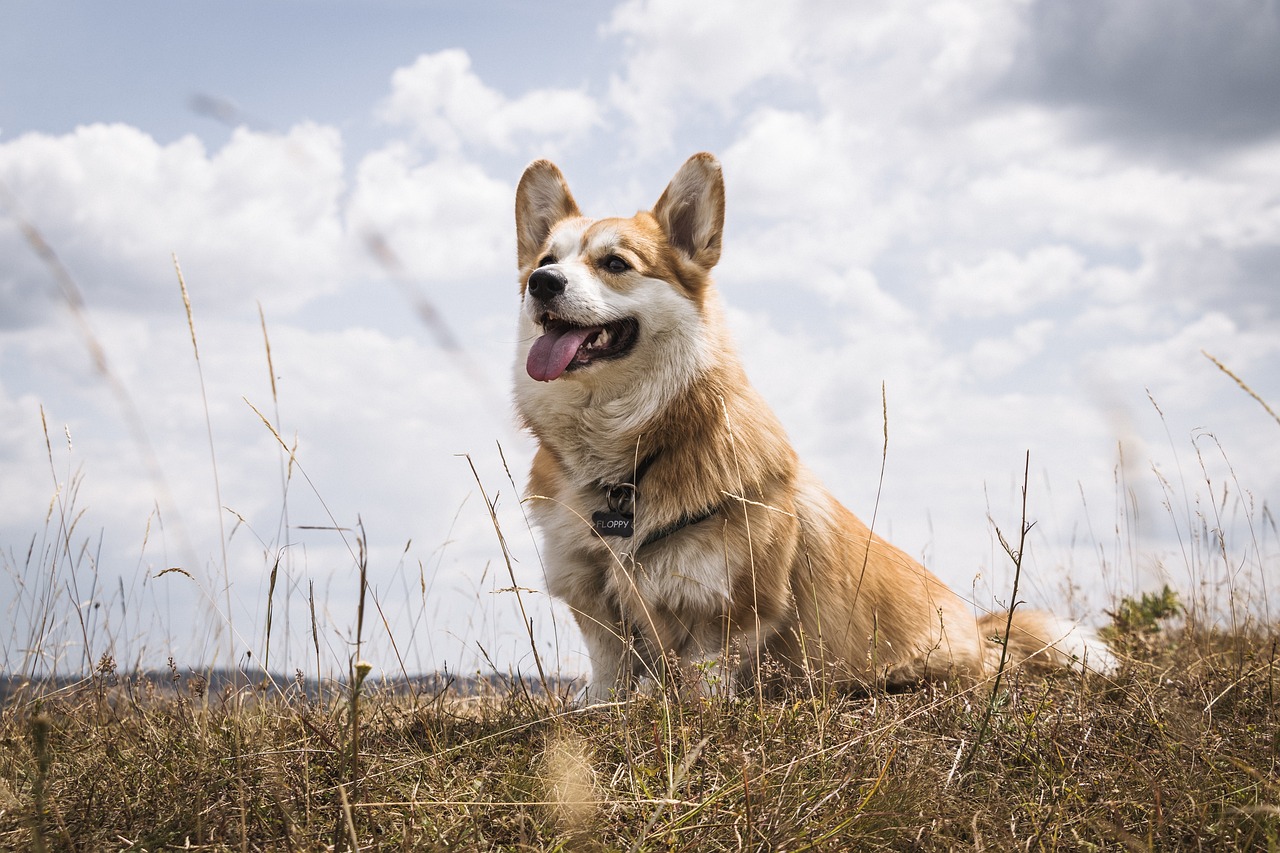 Pembroke Welsh Corgi