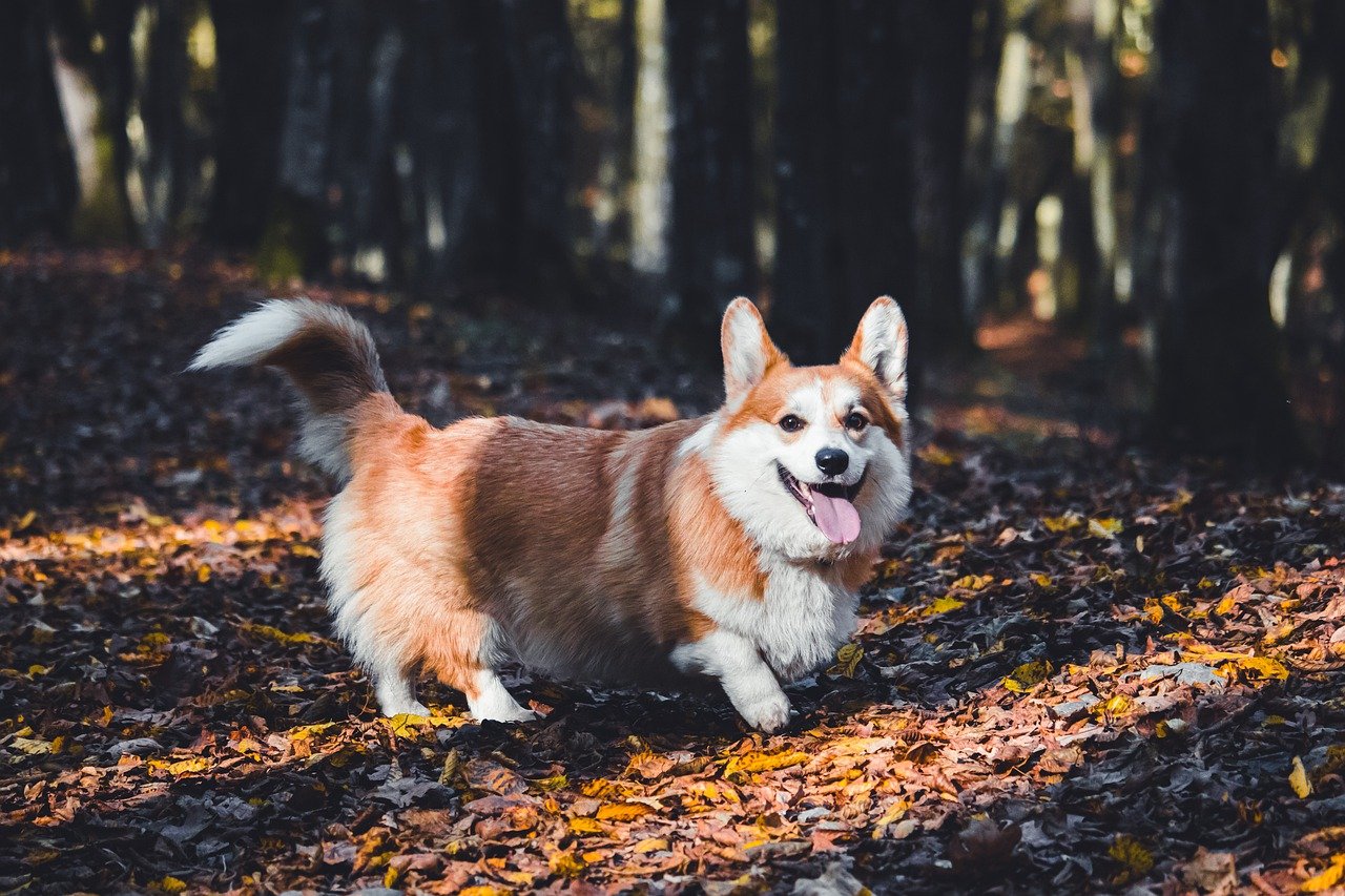 Pembroke Welsh Corgi