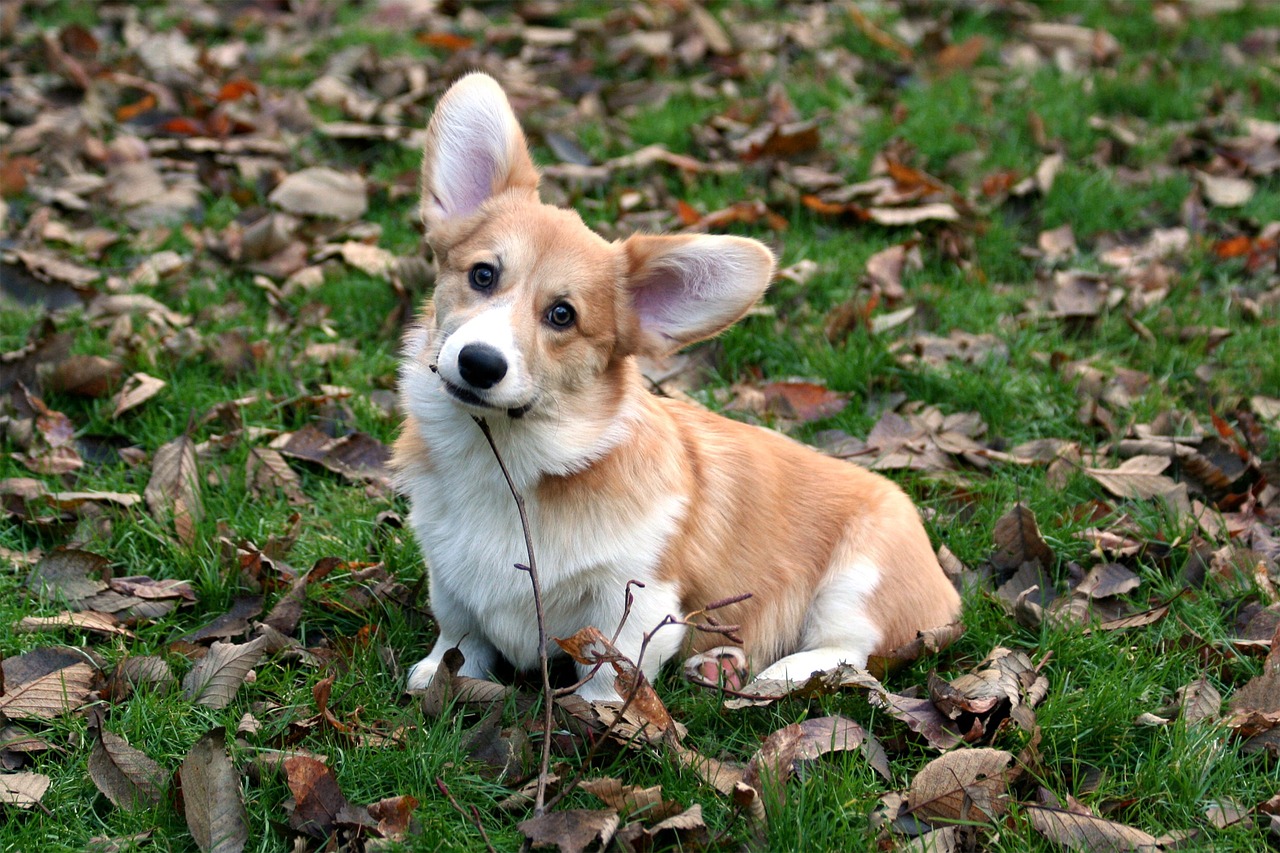 Pembroke Welsh Corgi