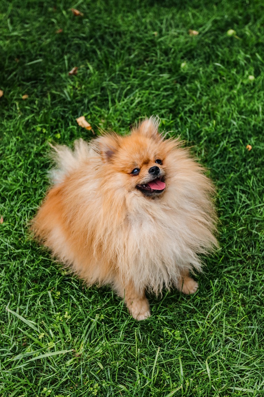 Pomeranian