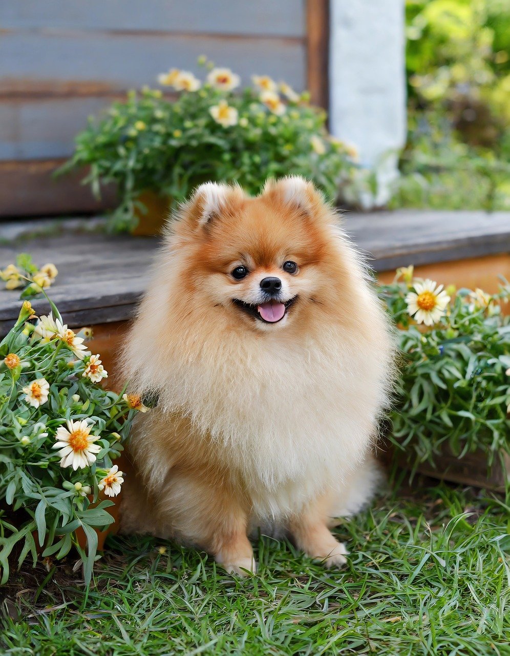 Pomeranian