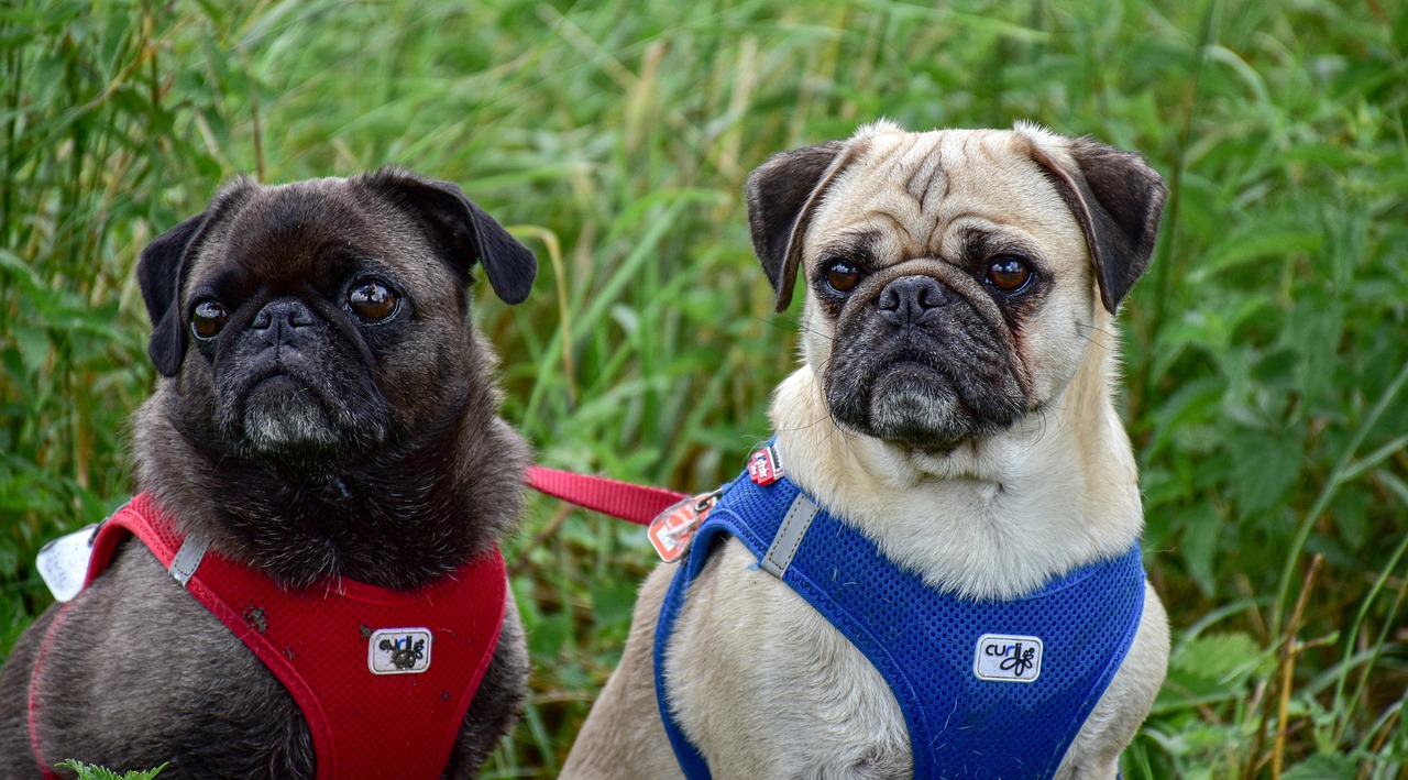 Pug