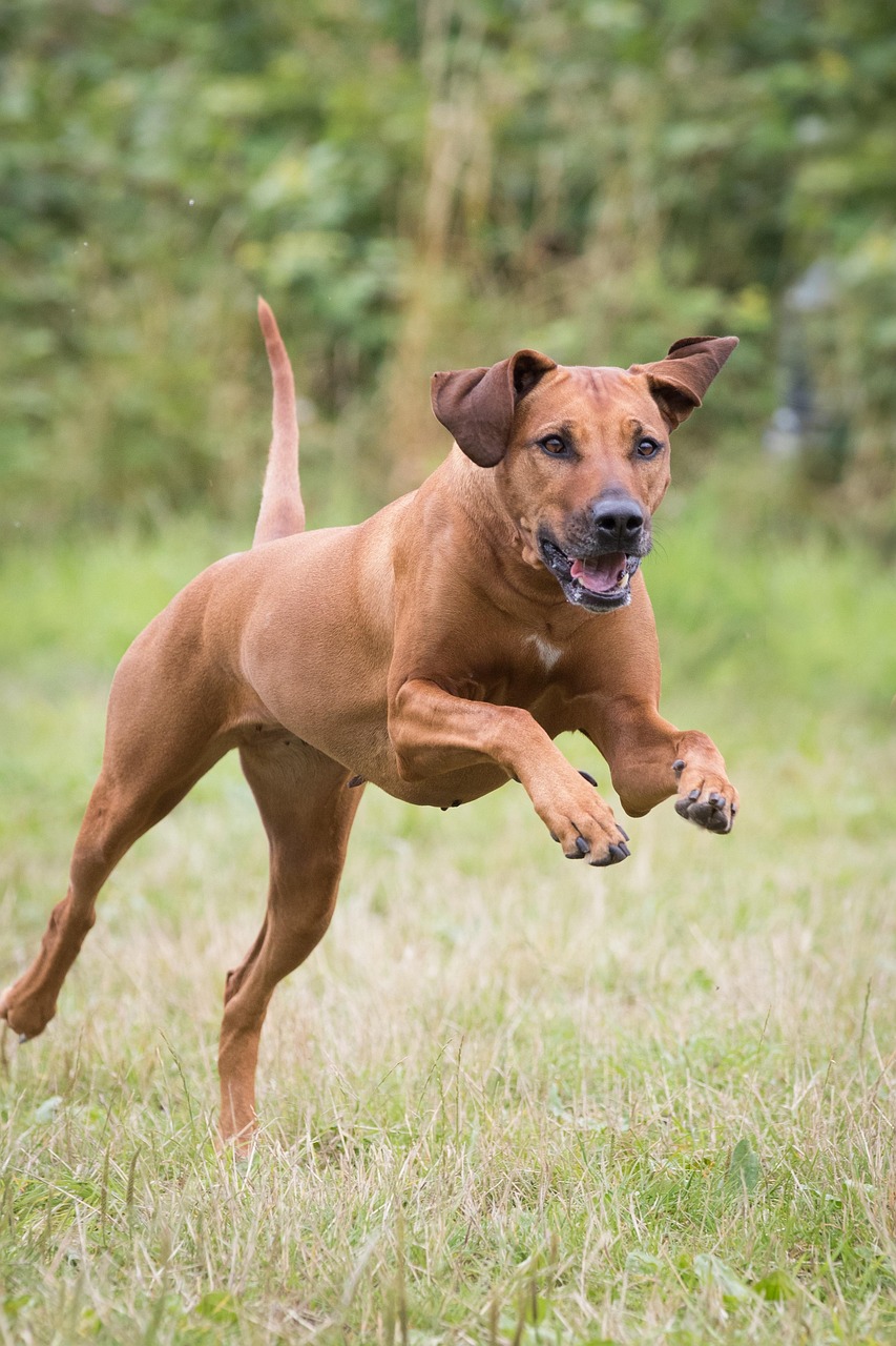 Rhodesian Ridgeback
