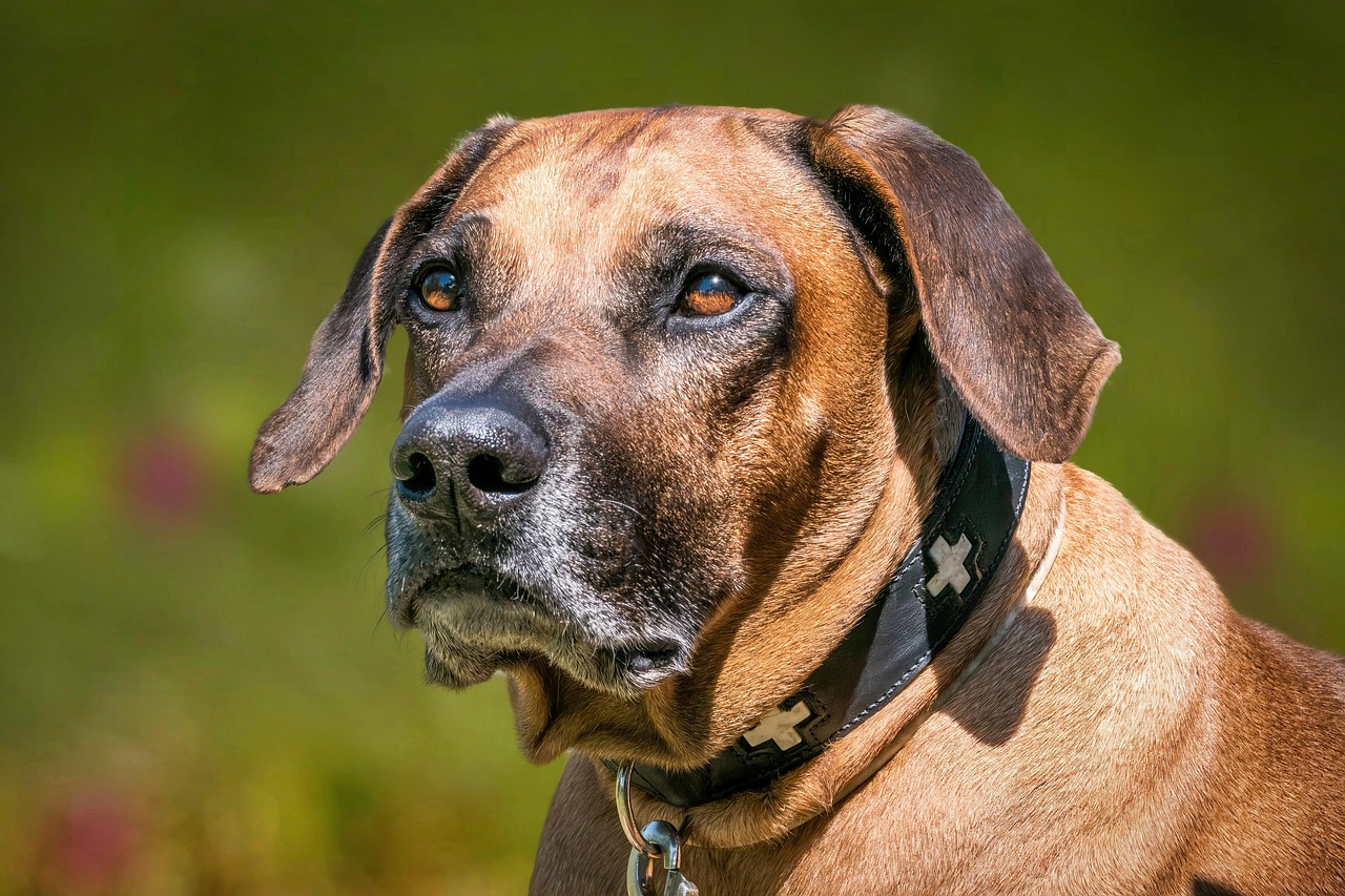 Rhodesian Ridgeback