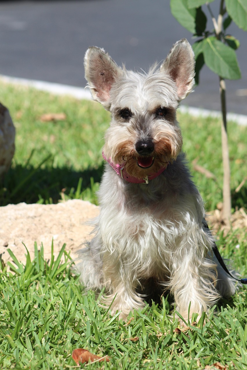 Scottish Terrier