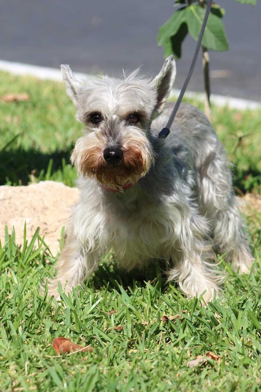 Scottish Terrier