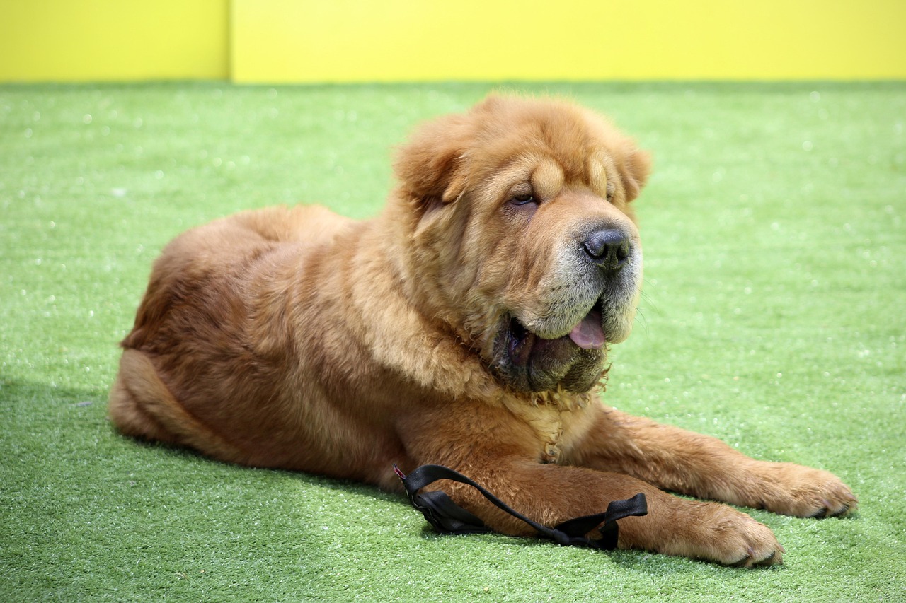 Shar Pei