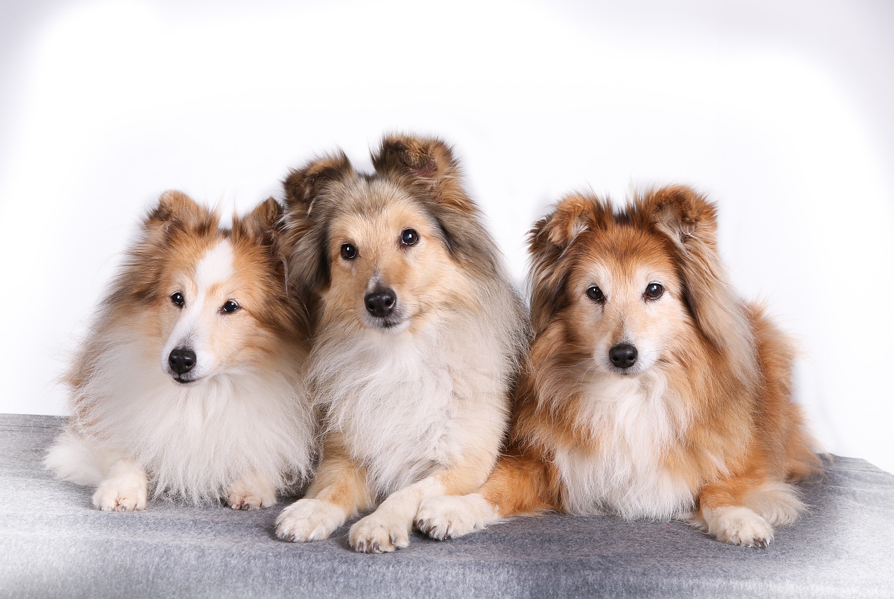 Shetland Sheepdog