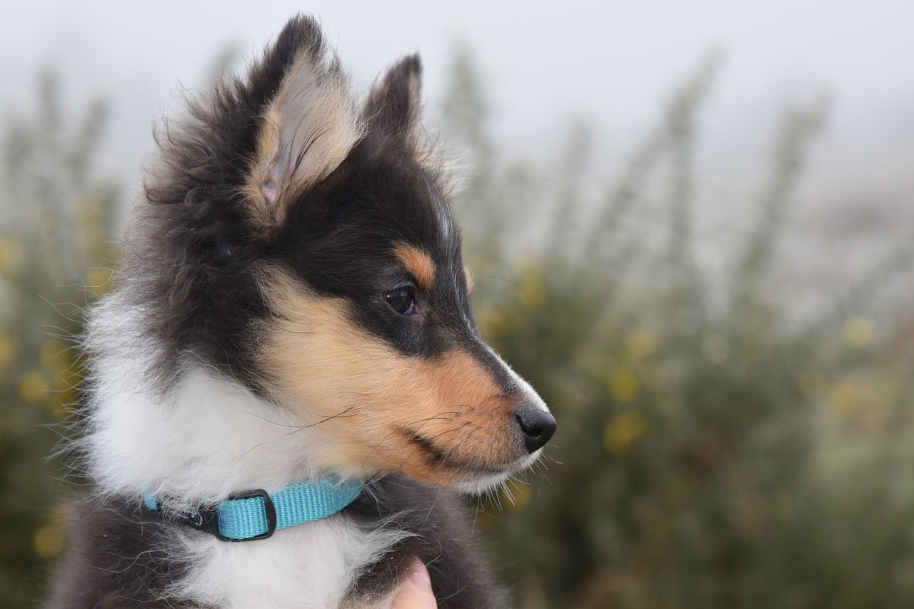 Shetland Sheepdog