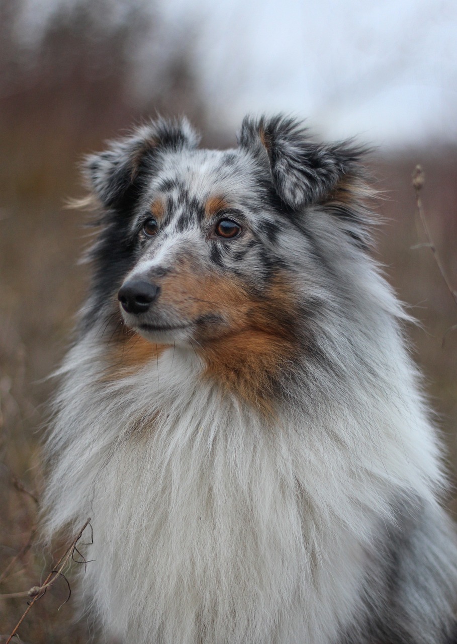 Shetland Sheepdog