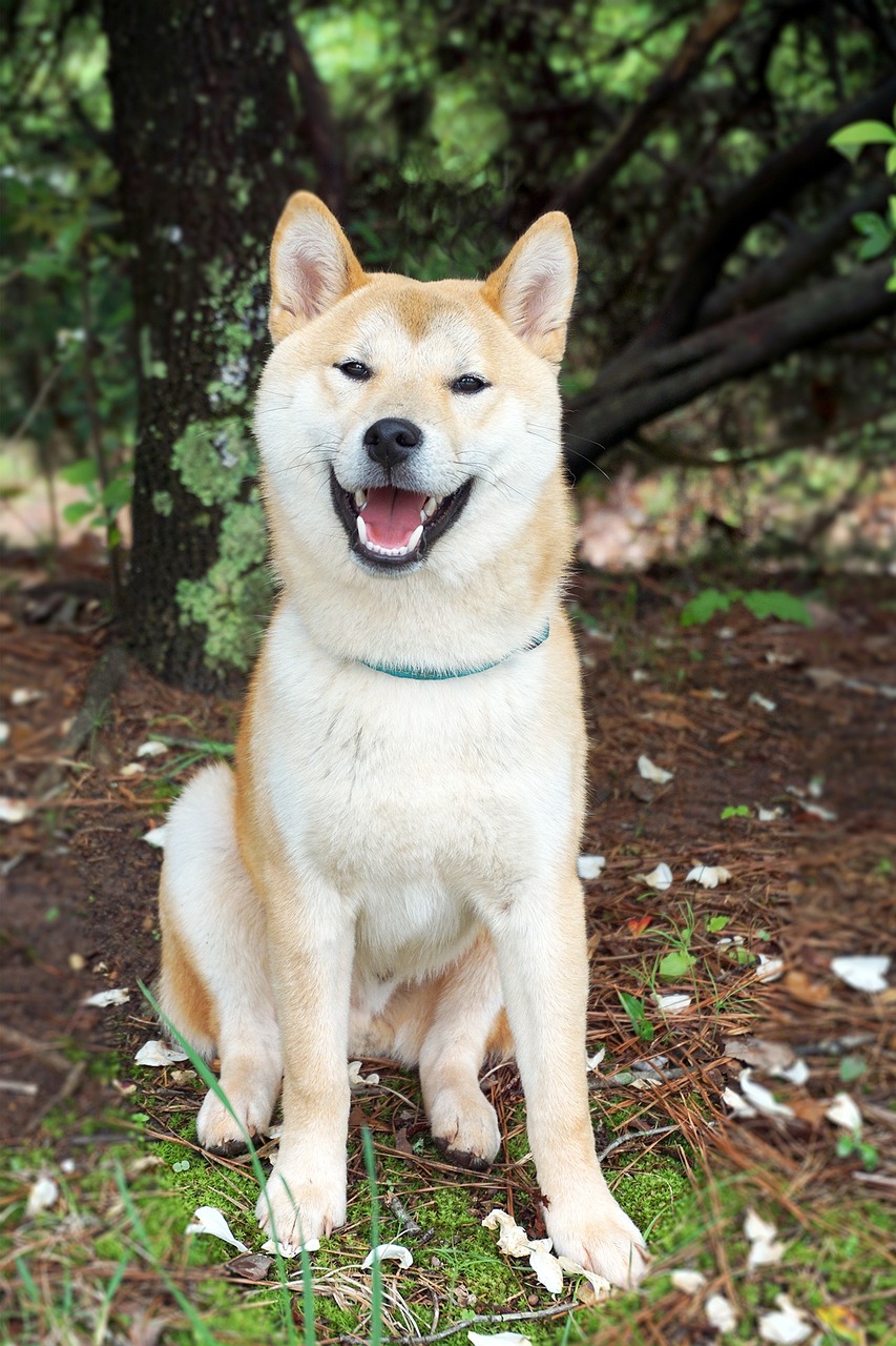 Shiba Inu