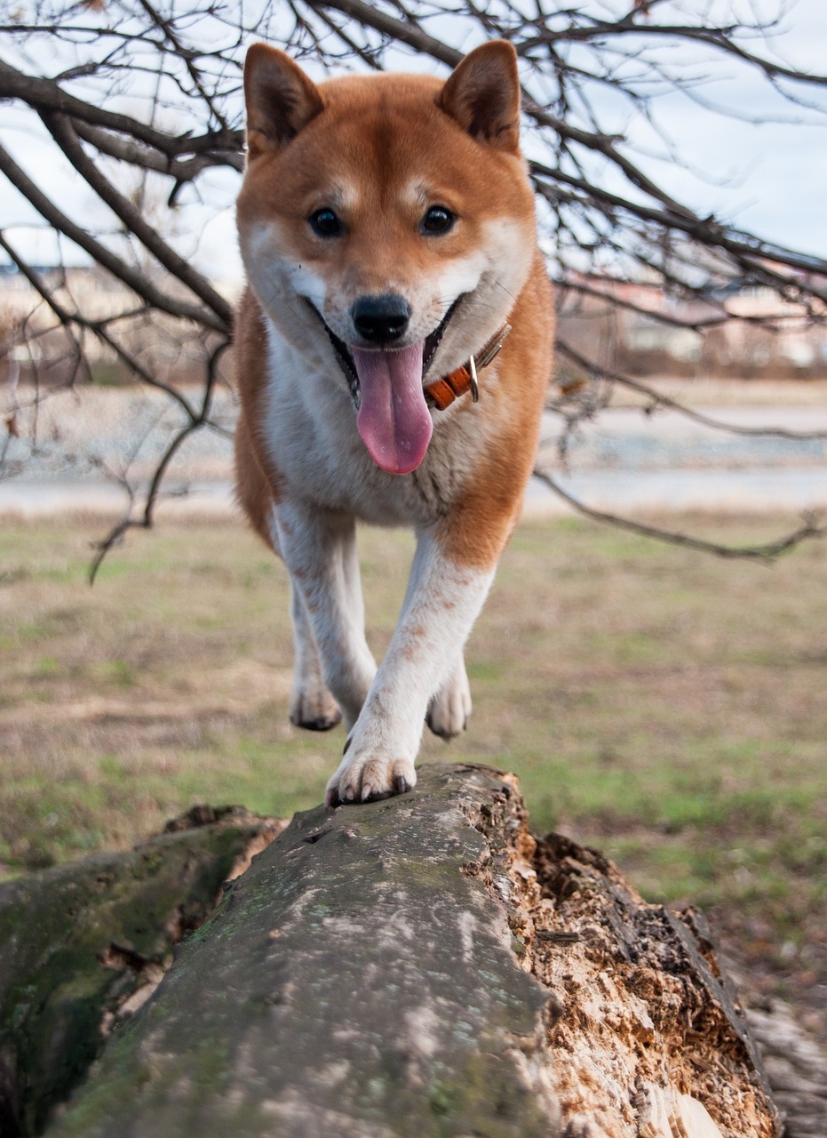 Shiba Inu