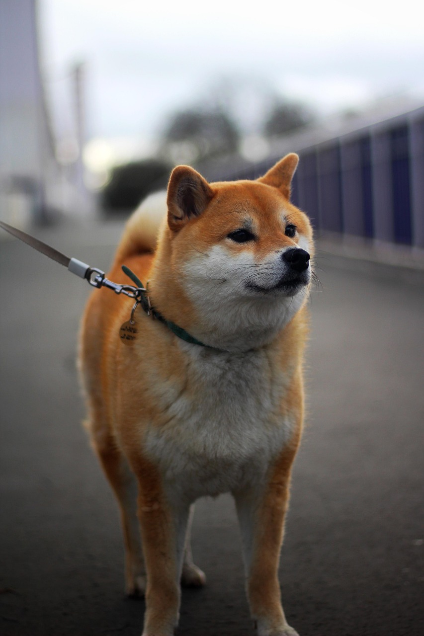 Shiba Inu