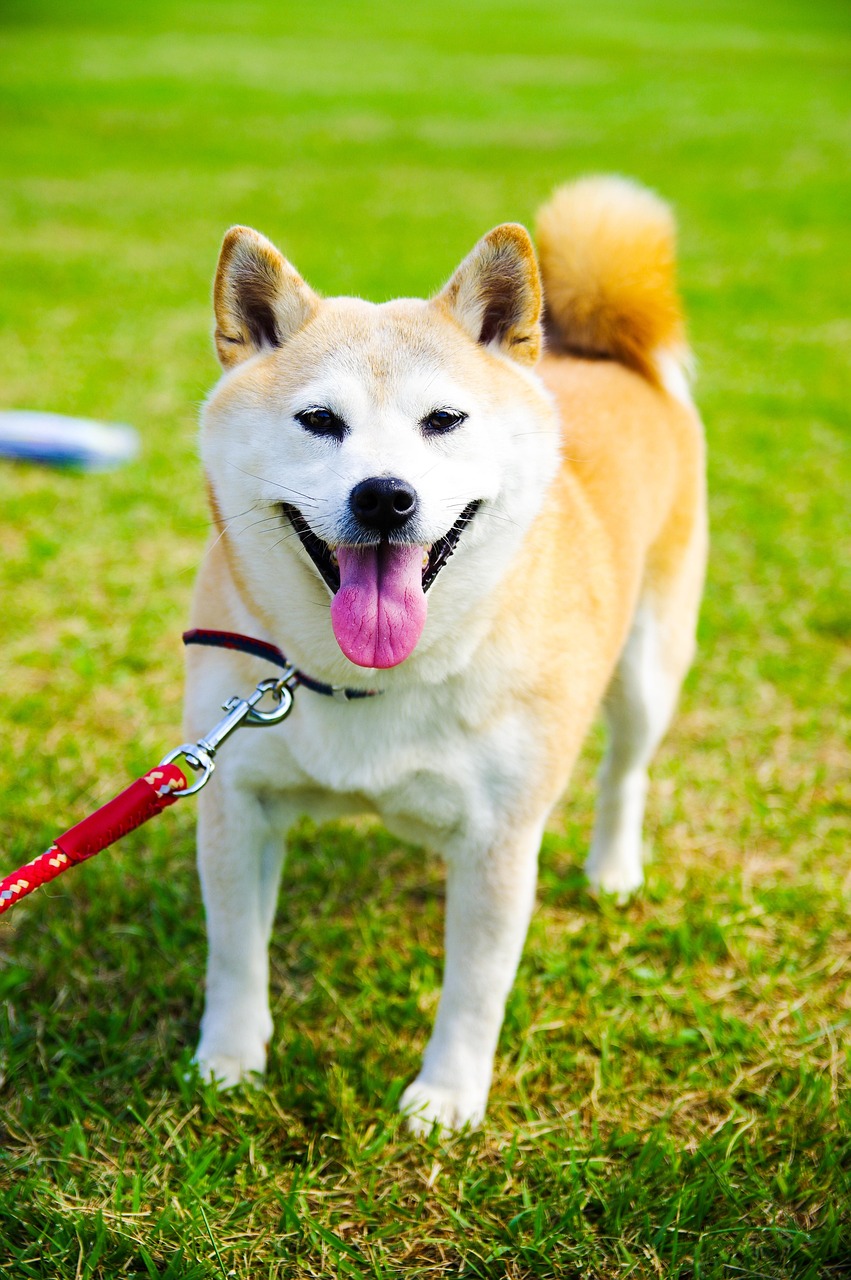 Shiba Inu