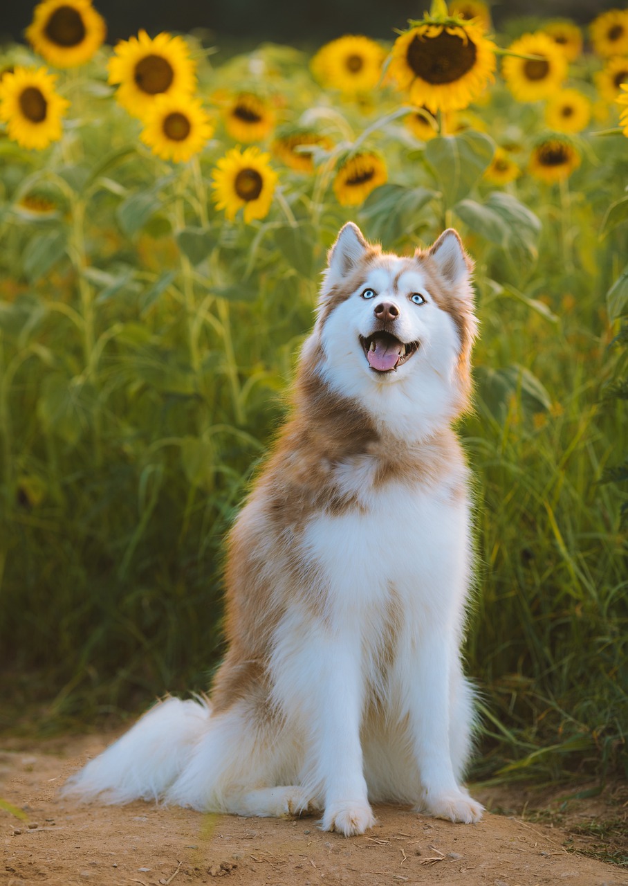 Siberian Husky
