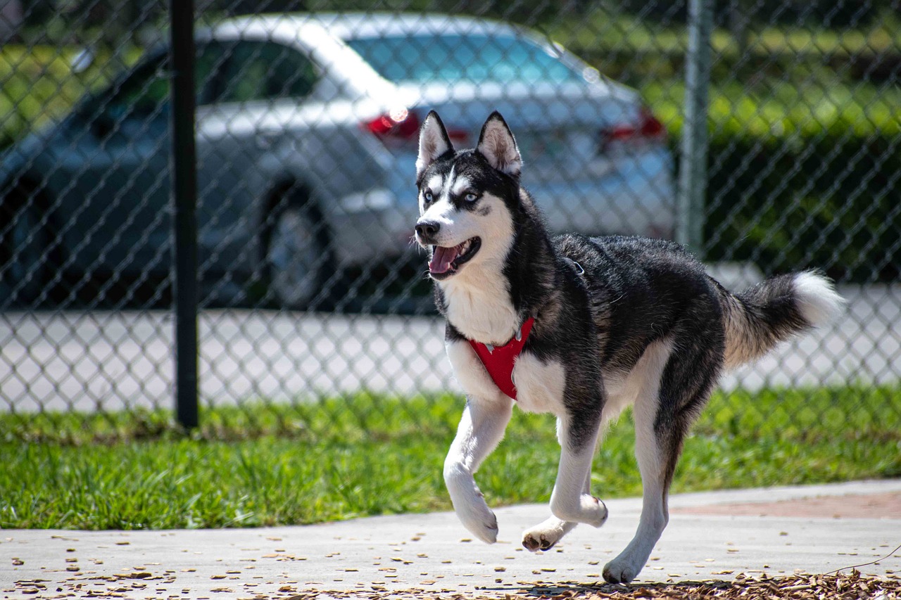 Siberian Husky