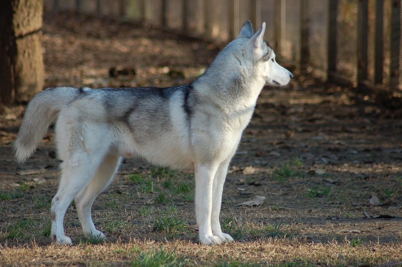 Siberian Husky