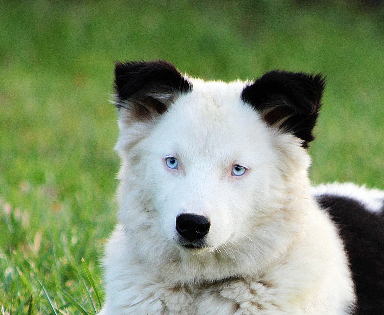 Yakutian Laika