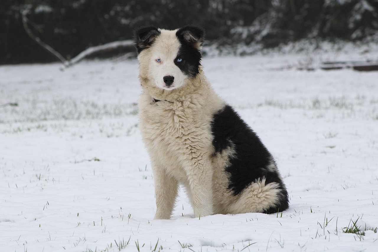Yakutian Laika